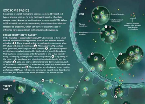 外泌体——小囊泡大作用