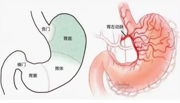 不开刀不吃药不饿肚子，微创介入减肥靠谱吗？